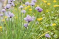 Chives flowers blooming in the springtime garden