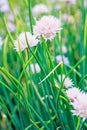 Chives flowers blooming in the springtime garden