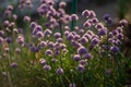 Chives with flowers captured in nature towards sunset with contrast and small shallow of depth