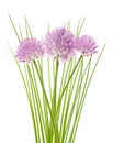 Chives flowers