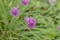 Chives flowers in the springtime garden