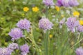 Chives flowers in the springtime garden