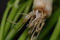 Chives for food condiment