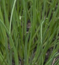 Chives green medicinal herb in fresh spring day