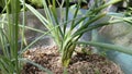 Chives grow thickly in the pot Royalty Free Stock Photo