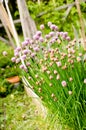 Chives In Herb Garden Royalty Free Stock Photo