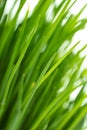 Chives isolated defocused closeup