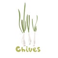 Chives isolated on a white background. Green fresh chives bunch. Allium schoenoprasum or garlic chives isolated on a