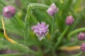 Chives outside in the morning with dew drops Royalty Free Stock Photo