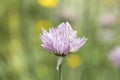 Chives pink flower close up