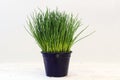 Chives, potted plant against a light gray background with copy s Royalty Free Stock Photo