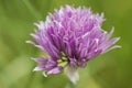 Chives purple flower close up