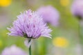 Chives purple flower close up