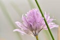 Chives purple flower close up