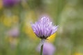 Chives purple flowers close up