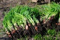Chives or spring onion, freshly harvested green onions, organic vegetables