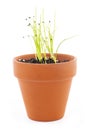 Chives Sprouting in a Terra Cotta Pot Royalty Free Stock Photo