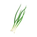 Chives Twig as Kitchen Herb for Cooking Vector Element