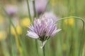 Chives wild flower close up