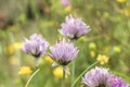 Chives wild flowers close up