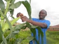 Young farmer in a corn field Royalty Free Stock Photo