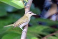 Chivi Vireo (Vireo chivi), isolated, endemic bird of south america