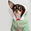 Chiwawa Fashion. Royalty Free Stock Photo