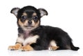 Chiwawa puppy Royalty Free Stock Photo