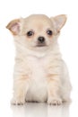 Chiwawa puppy Royalty Free Stock Photo