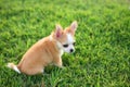 Chiwawa, puppy on grass.