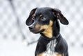 Chiweenie Chihuahua Dachshund mixed breed dog Royalty Free Stock Photo