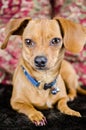 Chiweenie Dachshund Chihuahua Royalty Free Stock Photo