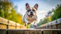 Chiweenie dog jumps school Royalty Free Stock Photo