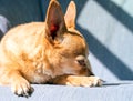 Lazy Chiweenie Dog Sleeping on Chair in Sunlight Royalty Free Stock Photo