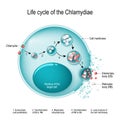 Chlamydia life cycle. bacteria. Sexually transmitted disease and