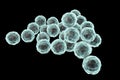 Chlamydia trachomatis bacteria