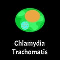 Chlamydia trachomatis. Bacterial infections Chlamydiosis. Sexually transmitted diseases. Infographics. Vector