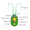 Chlamydomonas