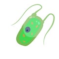 Chlamydomonas plankton. Small unicellular green animal with antennae and flagella. Royalty Free Stock Photo