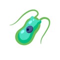 Chlamydomonas plankton. Small unicellular green animal with antennae and flagella.