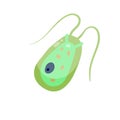 Chlamydomonas plankton. Small unicellular green animal with antennae and flagella.