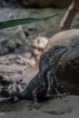 Chlamydosaurus kingii lizard on rocks in the wild. Royalty Free Stock Photo