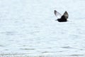 Chlidonias leucopterus, leucoptera, White-winged Tern.