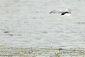 Chlidonias leucopterus, leucoptera, White-winged Tern.