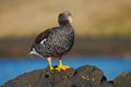 Chloephaga hybrida, Kelp goose, is a member of the duck, goose. It can be found in the Southern part of South America; in Patagon Royalty Free Stock Photo