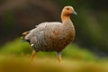 Chloephaga hybrida, Kelp goose, is a member of the duck, goose. It can be found in the Southern part of South America; in Patagoni