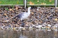 Chloephaga picta, Upland goose.