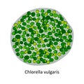 Chlorella - a genus of single-celled green algae belonging to the division Chlorophyta.