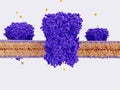 Chloride channels on a cell membrane