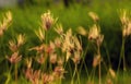 Chloris virgata, feather fingergrass, feathery Rhodes-grass, selected focus, for natural background and wallapaper